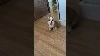A puppy corgi is barking #shorts #shortvideo #pets #cutedog #cute #barkingdog #funnyshorts #puppy