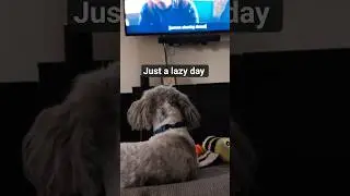 Teddy - A Day In The Life #funny #cutedog