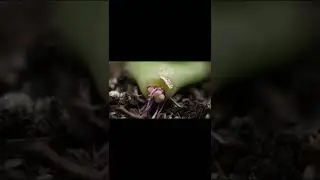 Plant made from leafs of succulents #viral #tplantshouse #today