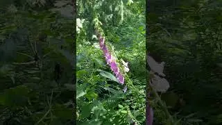 Hiking Through Point Defiance Park in Tacoma with Abbie #washingtonhikingtrails #dogfriendlyhikes