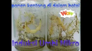kultur jaringan 8.Cara Induksi  Kentang dalam Botol (umbi mikro Kentang)