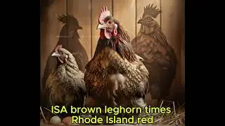 Crossbreeding Secrets in Poultry Farming! Boost Egg Production & Growth Like Never Before!