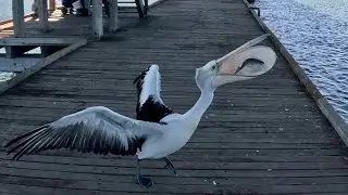 Lure fishing for tailor at Mandurah Estuary