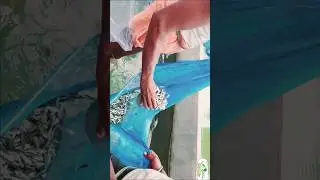 Fish Hatchery 🐠Fish egg stripping & Breeding video