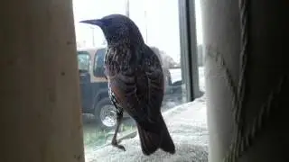 Pet Starling Talking (Zeki learned more words)