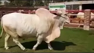 White Nukra 2018 | Karachi Cow Mandi | Bakra Mandi | Malir Mandi 2018