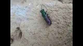 Hedychrum gerstaecheri, Chrysura radians zlatěnky