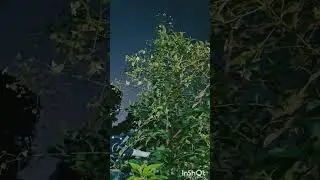 பவளமல்லி - Night flowering jasmine -Vigsha's decor