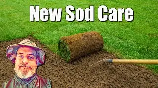 New Sod Lawn Care