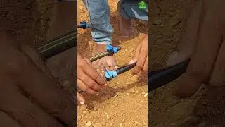 🍅Double line✌🏻 drip irrigation for tomato farming!👌🏻 #agriculture #dripirrigation #tomato #short