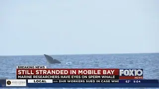 Sperm whale still stranded in shallow waters of Mobile Bay