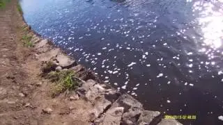 River Boyne Salmon Fishing the one that got away ''The Bast**d''
