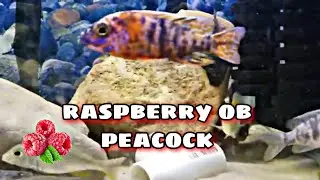 SNAKE RIVER CICHLIDS Unboxing | Raspberry OB Cichlid
