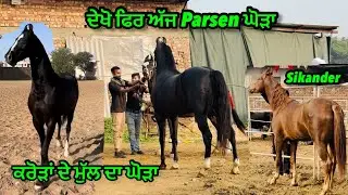 ਦੇਖੋ ਅੱਜ ਫਿਰ Parsen ਘੋੜਾ ॥ਕਰੋੜਾਂ ਦੇ ਮੁੱਲ ਦਾ ਘੋੜਾ ॥#horse #viral #trending #parsen #video #vlog 