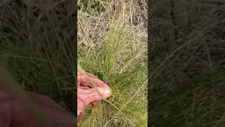 How to identify and control serrated tussock