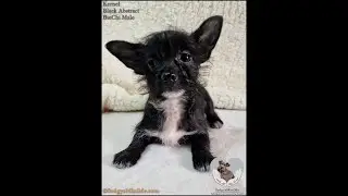 SedgysMiniMe Kernel : Tiny BieChi Puppy : I Love him to bits but I don't think he likes me 😭