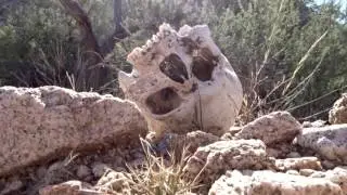 Monarch Part 1: Arizona Desert Bighorn Sheep Hunt