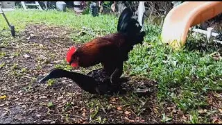 call me! duck loves rooster (but i don't think she was satisfied)
