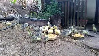 Gansos Africanos