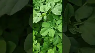 Homegrown methi #fenugreek plant #fenugreek seeds