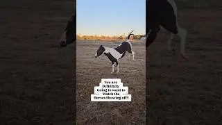 Enjoy #rescuehorses showing off with big hops & thundering #hoofbeats ❤️🐎