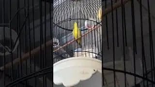 Kicau pleci #pleci #zoosquad #kicaumania #pleci #america #breakingnews #keşfetbeni&ouml;ne&ccedil;ıkar #king