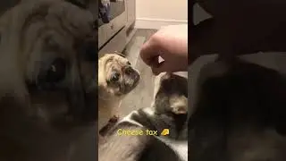 Paying the cheese tax 🧀 #dog #pug #pomsky #kitty #family #cheese #cute #funny #puppy