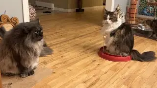 Paper Bag Take Over 😲 Cat Family Morning Routine