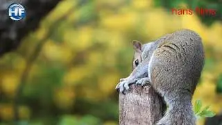 Naughty squirrel sports video। गिलहरी वाली विडियो यहां देखें। jiography jungale video।#Hans_Films