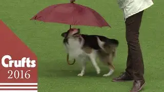 Heelwork to Music Competition Part 1 | Crufts 2016