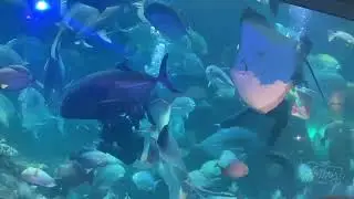 Aquarium Date with Mom in Sea World Ancol 