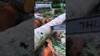cut hard and long coconut wood#lumberjack#cuttingwood#woodworking