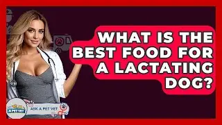 What Is The Best Food For A Lactating Dog? - Ask A Pet Vet