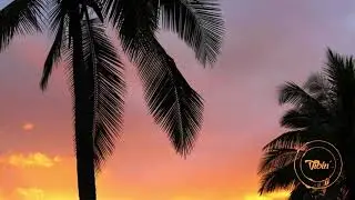 Oofoe - Palma