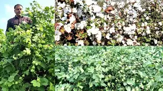 #2025 cotton seeds 8 to 30 quintal yield deti hai best seeds available contact fast cotton crops2025