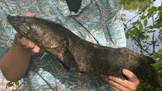 Big snake head blow up! 🎣🐍 #bass #fishing #snakehead 