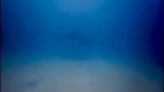 Fantastic moment with manta rays in Sibaltan (Palawan island - Philippines)