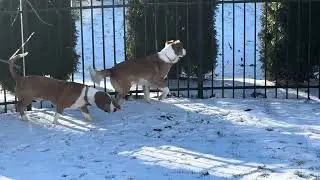 Aussie Mix for Adoption