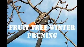 Fruit tree pruning