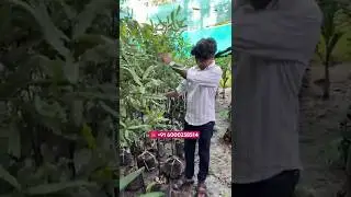 Grafted Macadamia Plants &ndash; 5, 6 & 7 Feet Height | High Yield Variety | Full Farming Details