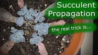 Succulent Propagation | 100% Success