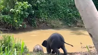 Joyful Twin Elephant Calves Play in the Water!