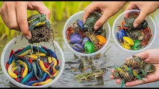 Rice Field Treasure Hunt! Catching Hidden Fish, Frogs & Turtles in the Mud