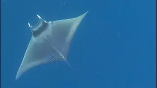 Rescuing a Manta Ray which Accidentally got entangled in a Fishing Lure in Chennai India