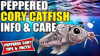 Перечный коридорас | Уход и информация о перечном коридорасе | Руководство по уходу за сомами-коридорасами!