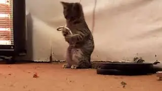 Kristijan Sudra-Eye of Tiger (Survivor cover) #Eyeoftiger #Survivorcover #Funnycat