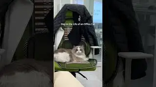 Day in a life of an office cat in South Korea#korea #cat #officelife #diml
