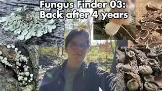 Fungus Finder 03: Возвращение спустя 4 года! Зелёный щит, дождевик умброво-коричневый, трутовик т...