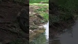 Komodo Dragon eating fish Thailand