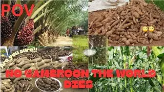 How Cameroon Feeds the World With Its Agricultural Produce